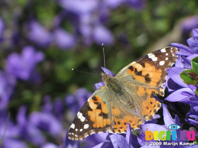 SX06492 Painted lady butterfly (Cynthia cardui) on blue flower